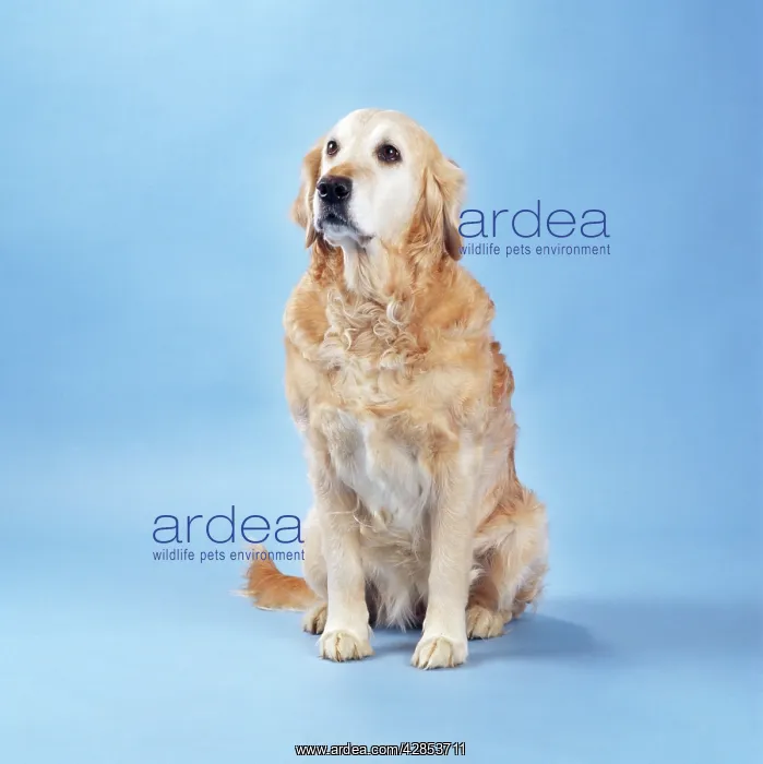 : Golden Retriever Dog - old : Golden Retriever Dog - old