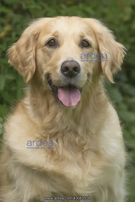  : Golden Retriever dog outdoors