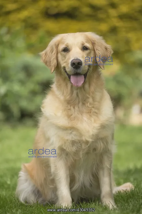  : Golden Retriever dog outdoors