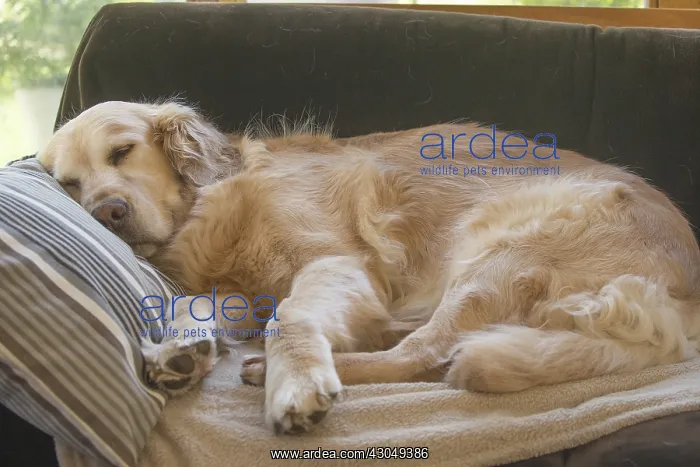  : Golden Retriever dog outdoors