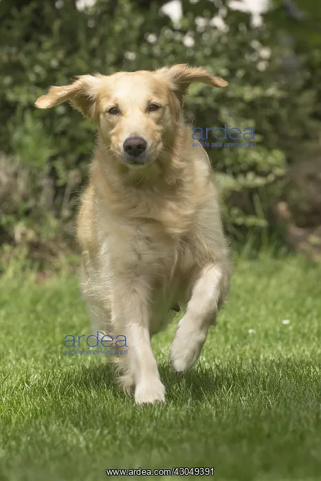  : Golden Retriever dog outdoors