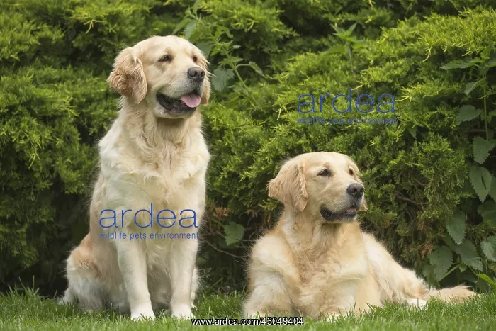 : Golden Retriever dog outdoors