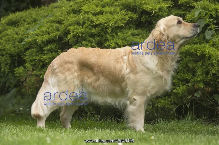  : Golden Retriever dog outdoors