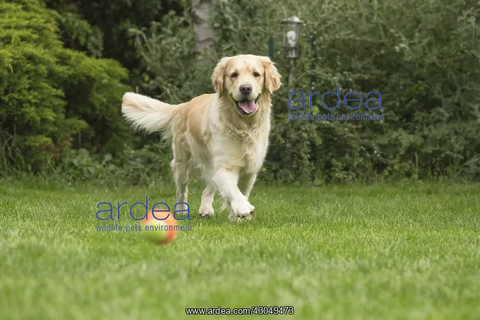  : Golden Retriever dog outdoors