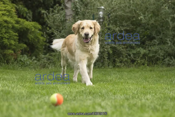  : Golden Retriever dog outdoors