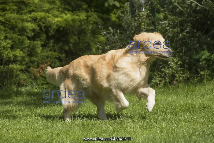  : Golden Retriever dog outdoors