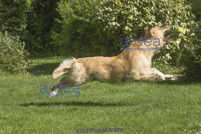  : Golden Retriever dog outdoors