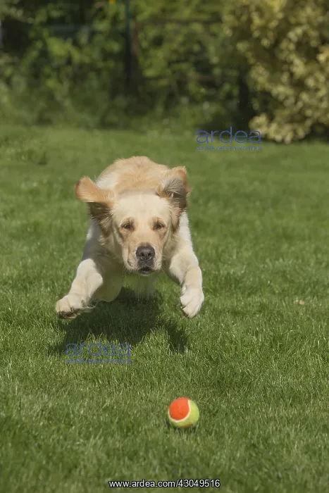  : Golden Retriever dog outdoors