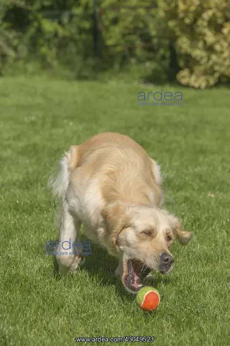 : Golden Retriever dog outdoors