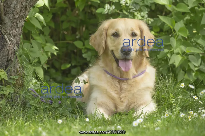  : Golden Retriever dog outdoors