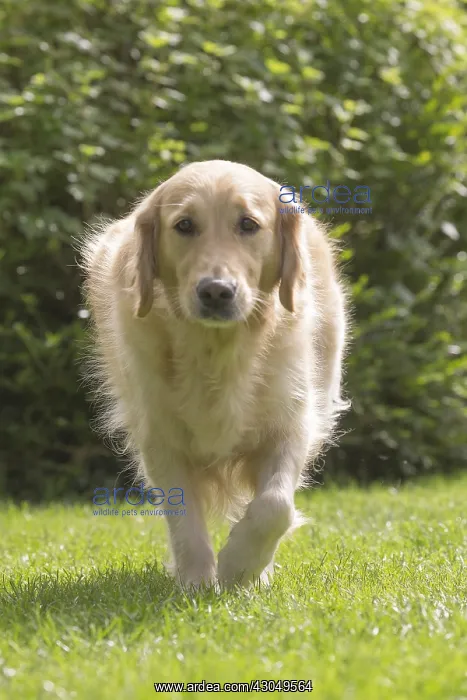  : Golden Retriever dog outdoors