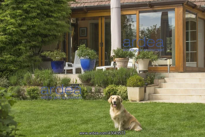  : Golden Retriever dog outdoors