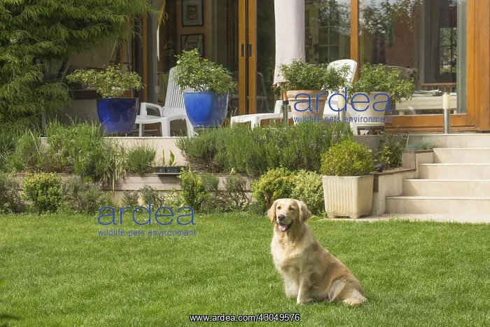  : Golden Retriever dog outdoors