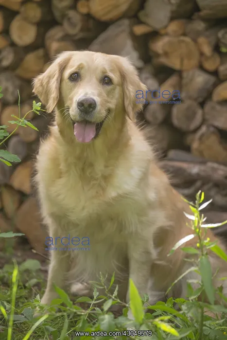  : Golden Retriever dog outdoors