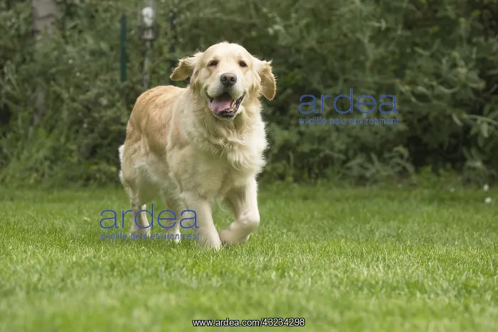  : Golden Retriever dog outdoors
