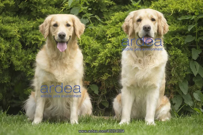  : Golden Retriever dog outdoors