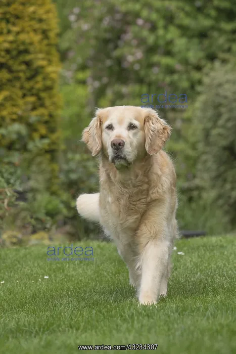  : Golden Retriever dog outdoors