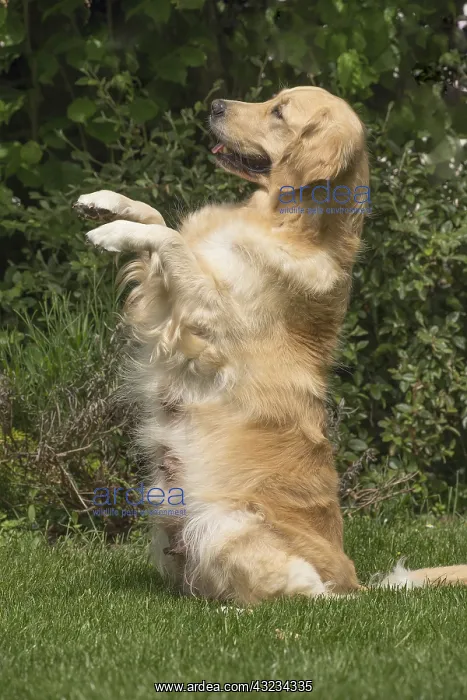  : Golden Retriever dog outdoors