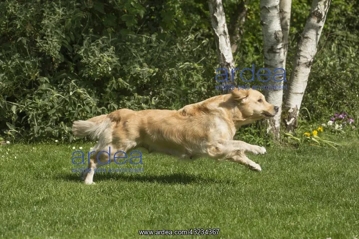  : Golden Retriever dog outdoors