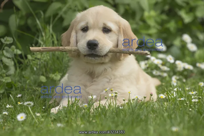  : Golden Retriever dog outdoors