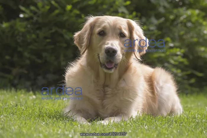  : Golden Retriever dog outdoors