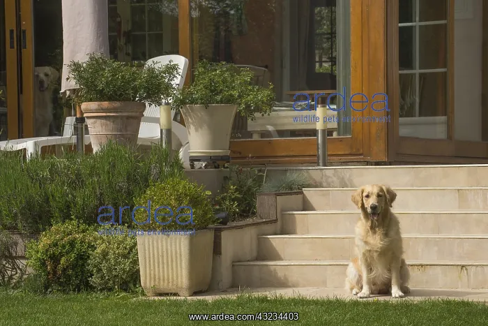  : Golden Retriever dog outdoors