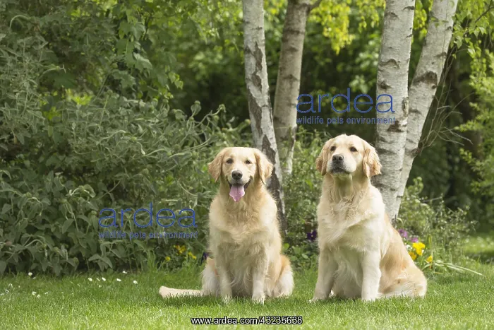  : Golden Retriever dog outdoors