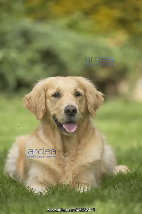  : Golden Retriever dog outdoors