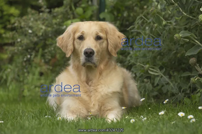  : Golden Retriever dog outdoors