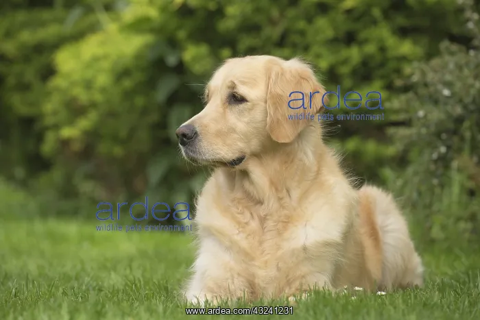 : Golden Retriever dog outdoors