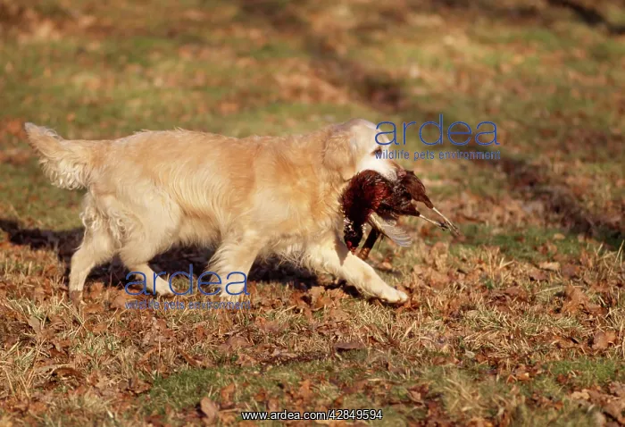  : Golden Retriever Dog - with pheasant