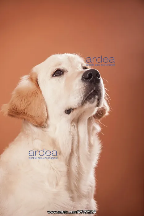 : Golden Retriever dog, portrait : Golden Retriever dog, portrait