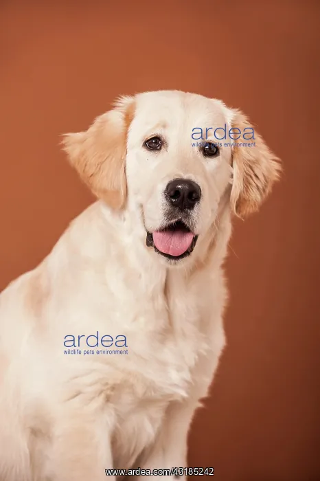 : Golden Retriever dog, portrait : Golden Retriever dog, portrait