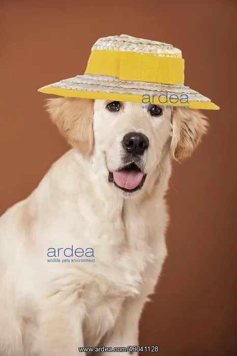 : Golden Retriever dog, portrait wearing sun hat : Golden Retriever dog, portrait wearing sun hat