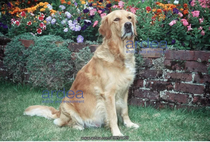 : GOLDEN RETRIEVER DOG - pregnant, sitting in garden : GOLDEN RETRIEVER DOG - pregnant, sitting in garden