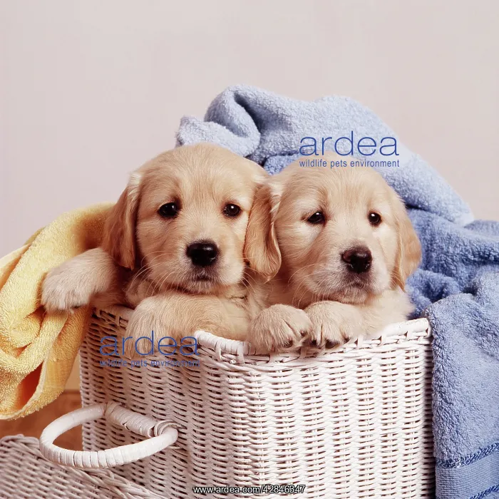 : Golden Retriever DOG - two puppies in laundry basket : Golden Retriever DOG - two puppies in laundry basket