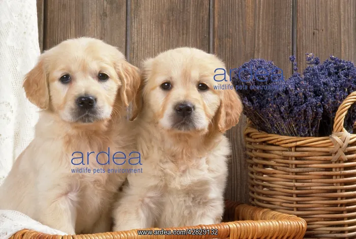  : Golden Retriever Dog - puppies with lavendar & lace