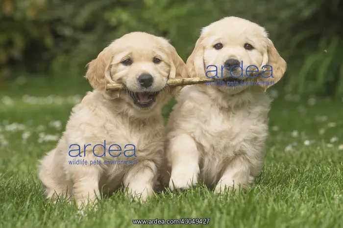  : Golden Retriever dog puppies outdoors
