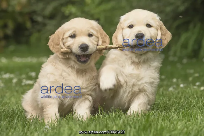  : Golden Retriever dog puppies outdoors
