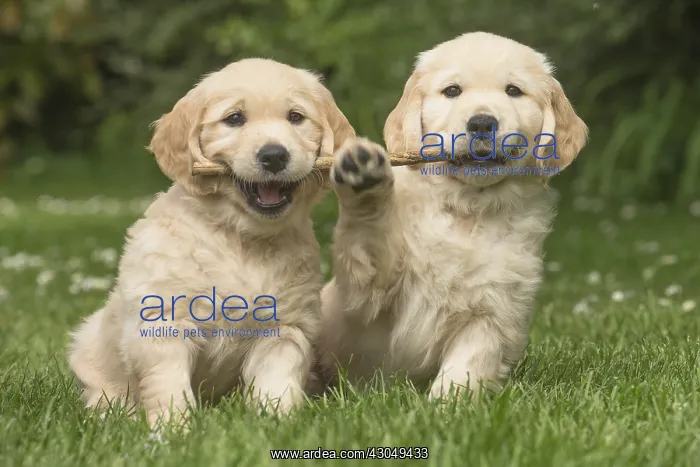 : Golden Retriever dog puppies outdoors