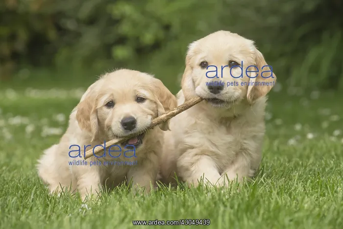  : Golden Retriever dog puppies outdoors