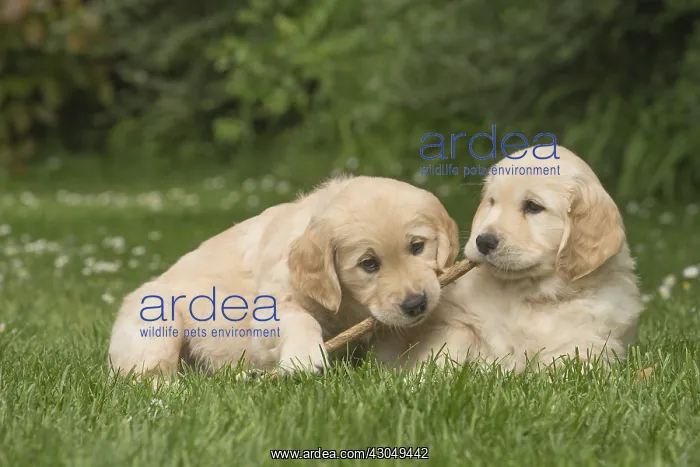  : Golden Retriever dog puppies outdoors
