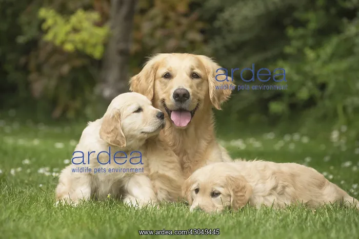 : Golden Retriever dog with puppies outdoors : Golden Retriever dog with puppies outdoors