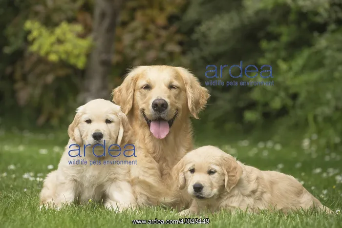 : Golden Retriever dog with puppies outdoors : Golden Retriever dog with puppies outdoors