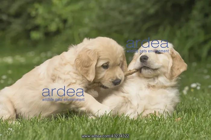  : Golden Retriever dog puppies outdoors