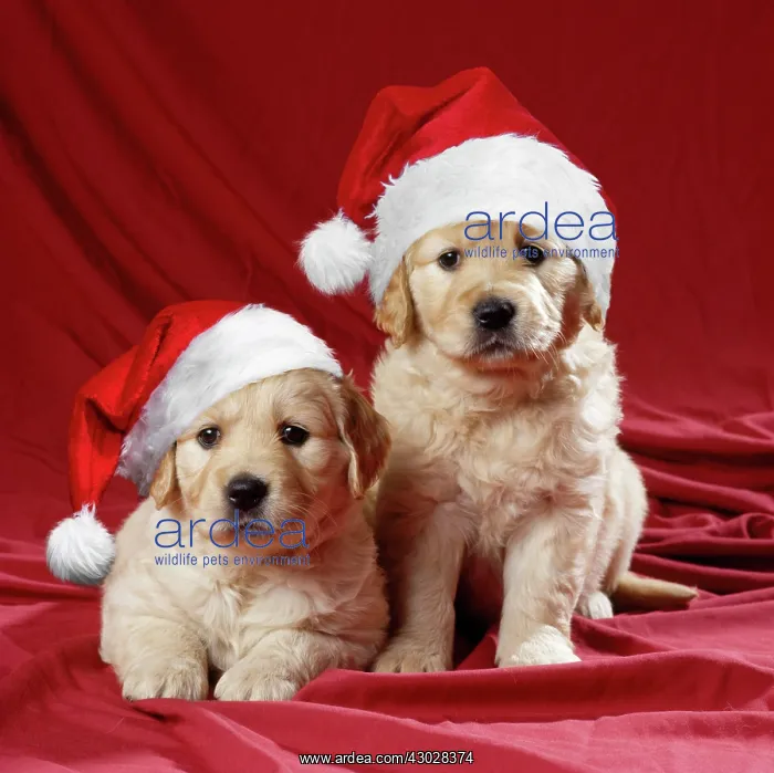 : Golden Retriever Dog - puppies wearing Christmas : Golden Retriever Dog - puppies wearing Christmas