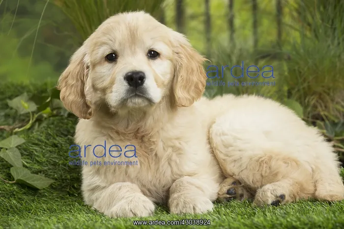  : Golden Retriever Dog puppy