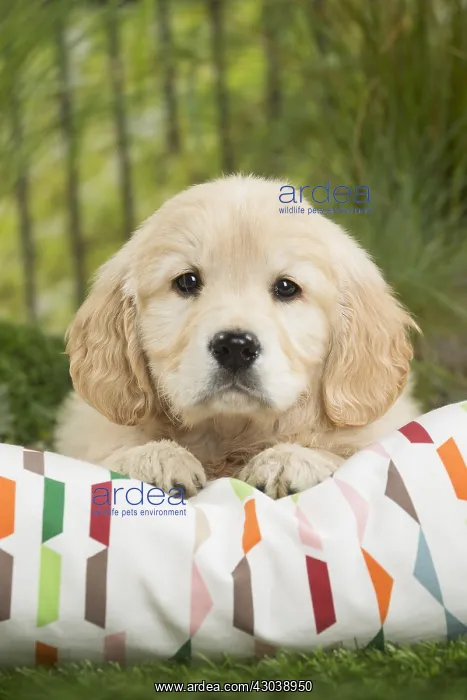  : Golden Retriever Dog puppy