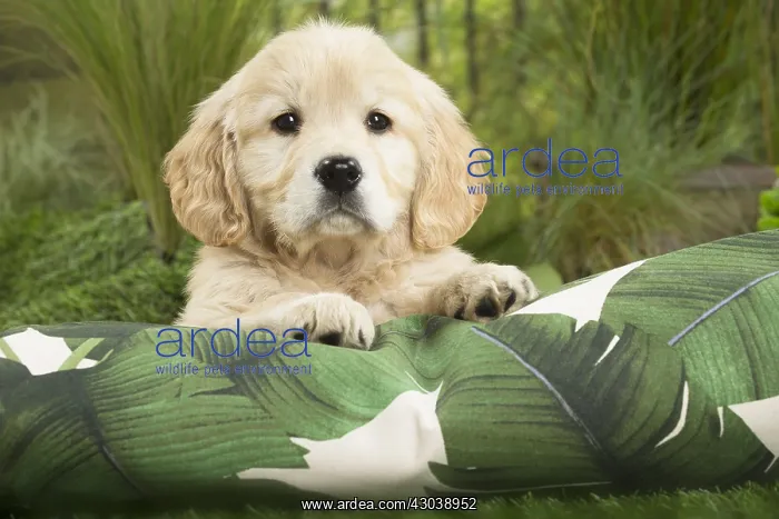  : Golden Retriever Dog puppy