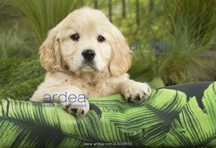  : Golden Retriever Dog puppy